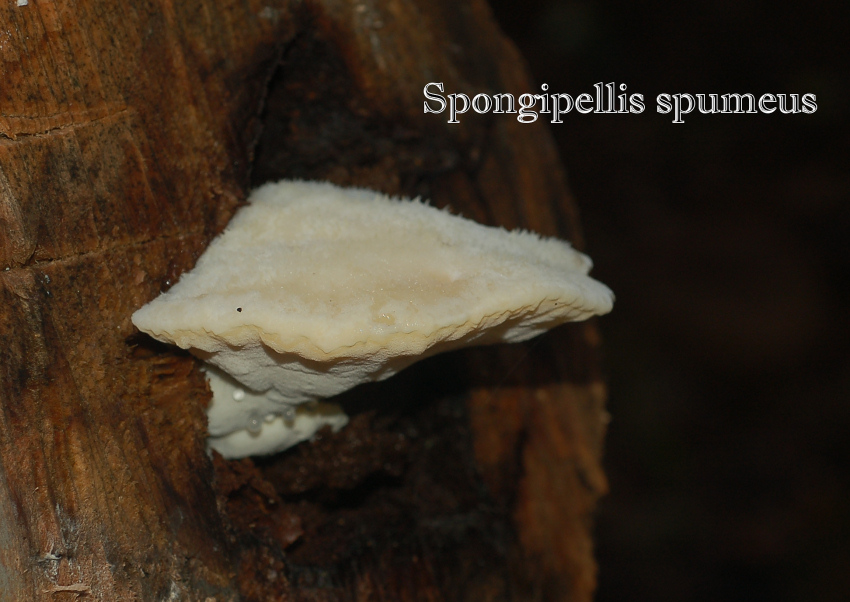 Spongipellis spumeus (Sowerby) Pat.